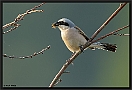 Grauwe Klauwier, Red-backed Shrike, Lanius collurio Location: Wierden, the Netherlands grauwe klauwier 7D 7288 kopie2